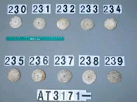 藏品(芋螺貝)的圖片